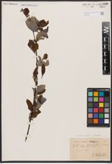 Salix aurita L. x Salix silesiaca Willd.